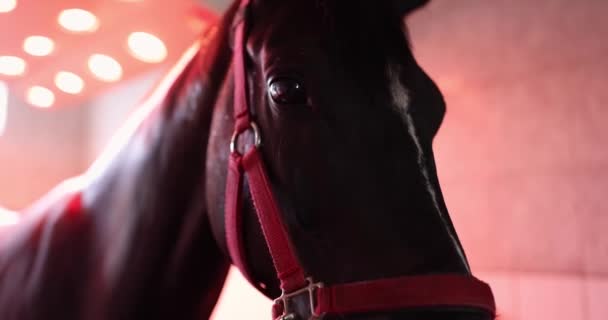 Pferd Steht Roten Solarium Nach Dem Training Film Konzept Zur — Stockvideo