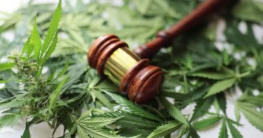 Yargıç Gavel marihuananın yeşil yapraklarının üzerinde yatıyor. Esrar uyuşturucularının yasallaştırılması ve insani ve ekonomik açıdan