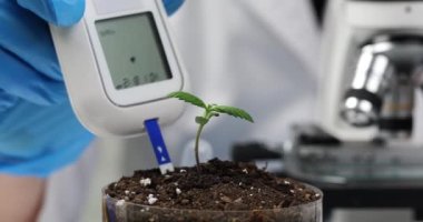Bilimadamı toprak örneğini toksin ve esrar özellikleri için test cihazıyla inceliyor. Petri kabında büyüyen ve laboratuvar araştırmaları yapan kenevirler.