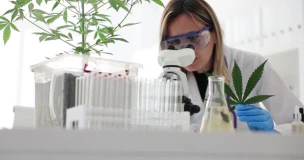 Научный Лаборант Изучает Марихуану Натуральные Альтернативные Растительные Масла Конопли Медицинская — стоковое видео