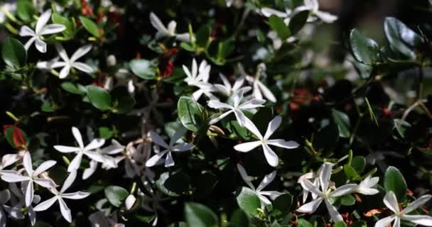 Kwitnące Rośliny Białymi Kwiatami Zielonym Żywopłocie Ogrodzie Piękne Białe Wiosenne — Wideo stockowe