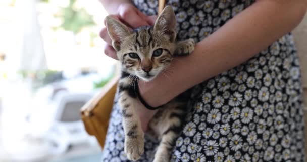 Kadının Elinde Sevimli Kırmızı Kedi Yavrusu Hayvan Sevgisi Kedi Sevgisi — Stok video