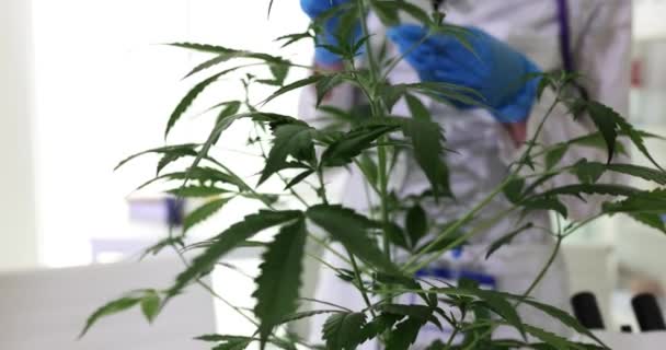 研究大麻和天然芳香族大麻油和大麻叶的科学实验室妇女 实验室研究大麻灌木的科学家 — 图库视频影像