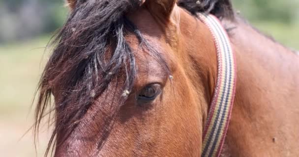 Cavallo Selvaggio Colore Baia Piedi Nel Prato Film Concetto Allevamento — Video Stock