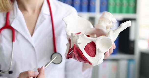 人工モデルクローズアップ4Kムービー上の女性骨盤底筋の構造を示すと説明医師 女性の身体解剖学的概念 — ストック動画