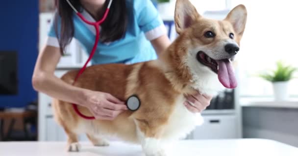 Doctor Veterinarian Conducting Auscultation Corgi Dog Movie Slow Motion Veterinary — Vídeos de Stock