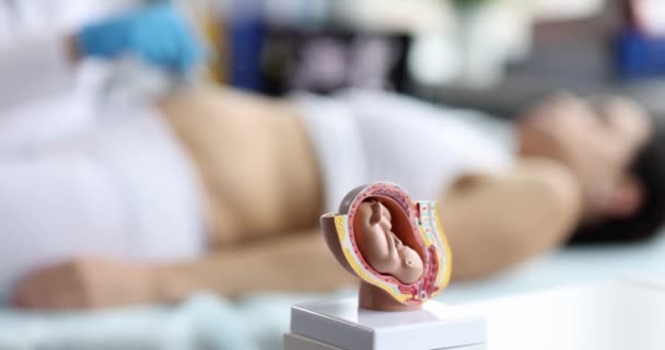 Анатомическая Модель Плода Столе Врачей Поверхностный Фокус Узи Беременной Женщины — стоковое видео