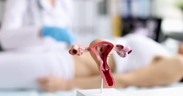 Anatomisch Model Van Baarmoeder Tafel Ondiepe Focus Echografie Van Een — Stockvideo