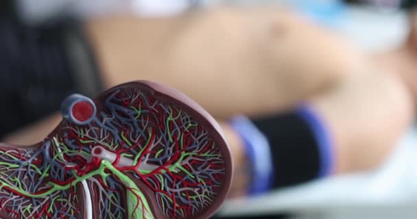 Anatomical Model Liver Diagnostic Room Close Woman Doctor Doing Ultrasound — Videoclip de stoc