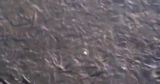 Many Fish Brown Water Eat Bread Close Fish Farming Aquaculture — Stock video