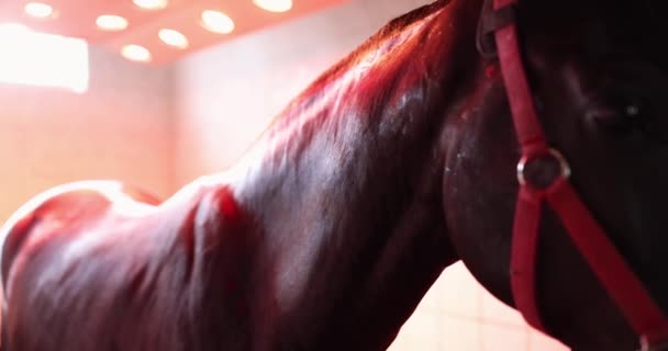 Cavalo Preto Sob Luz Infravermelha Estável Filme Conceito Cuidado Animal — Vídeo de Stock