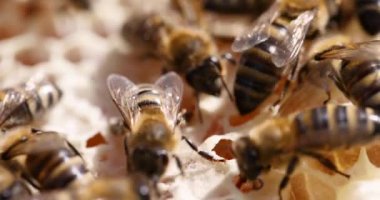 Bal tarağı filmindeki bir sürü arı. Sağlıklı yaşam tarzı arıcılık kavramı