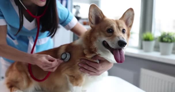 Hands Veterinarian Examining Dog Hospital Animal Heart Blood Pressure Monitor — Stockvideo