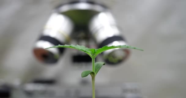 科学家用电子显微镜检查土壤样品 在培养皿中种植大麻芽并进行实验室研究 — 图库视频影像