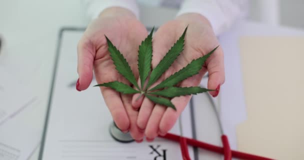 Orvos Kezében Levél Cannabis Sativa Növény Használni Thc Gyógynövény Orvosi — Stock videók