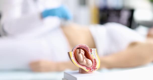 Anatomical Model Fetus Uterus Ultrasound Pregnant Woman Prenatal Diagnosis Child — Αρχείο Βίντεο