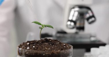 Bilimadamları tarafından döllenen lahanaların yakından incelenmesi. Marihuana filizi üzerinde deneyler yapan araştırmacı.
