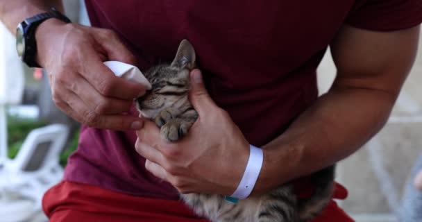 Mężczyzna Pociera Oczami Bezdomnego Kotka Masowanie Oczu Kotów Wacikiem — Wideo stockowe