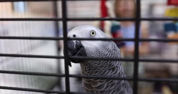 Kafesteki Afrikalı Gri Papağan Jacko Papağanı Evcil Hayvan Dükkanı Kuşu — Stok video