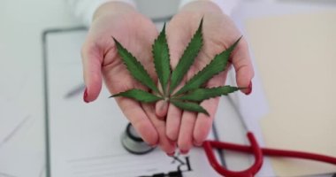 Kadın doktor elinde marihuana yaprağıyla elinde belge ve steteskop ile klinikte duruyor. Tıbbi amaçlar için uyuşturucu yetkisi kavramı
