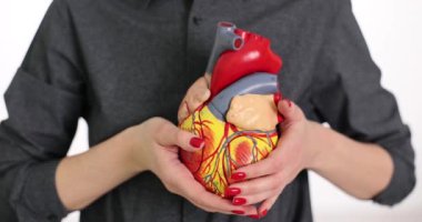 Kadın elleri, insan kalbinin beyaz arka plandaki ışık stüdyosunda duran detaylı modelini tutuyor. Öğrencilerin eğitimi için vücut yapısı ve organ ayrıntıları