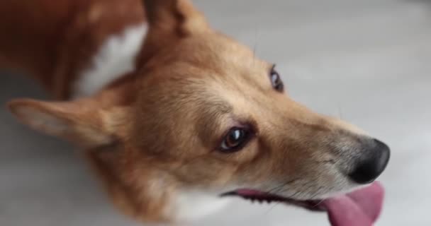 家の床の上を歩く純血種のコーギー犬 ペットケアの概念 — ストック動画