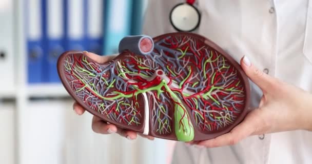 Doktor Insan Karaciğerinin Maketini Tutuyor Klinik Tıp Sağlık Tıp Alanında — Stok video