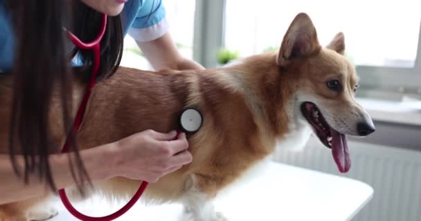 獣医師は 獣医院の聴診器で犬の肺を聞きます 獣医師サービスコンセプト — ストック動画