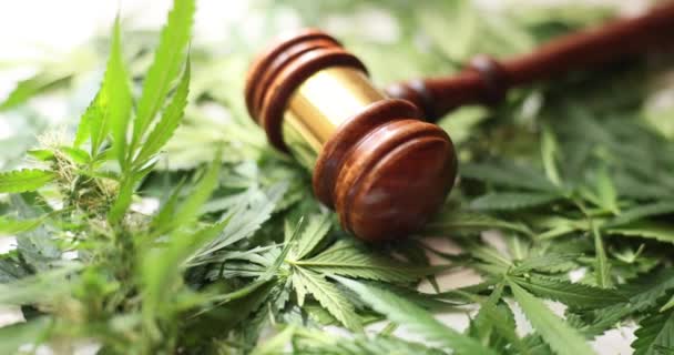 Giudice Brown Gavel Messo Sulla Marijuana Foglie Verdi Fresche Lunghe — Video Stock