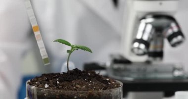 Laboratuvar asistanı, bulanık mikroskoba karşı büyüyen bitkiyle birlikte asit göstergesini toprağa yerleştirdi. Bilim adamı, toprak asitini marihuana için inceliyor.
