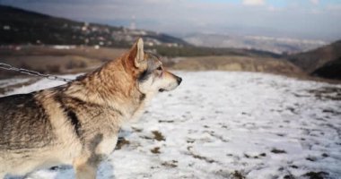 Çek kurt köpeği, dağların arasında karlı tepenin tepesinde dikiliyor ve etrafını saran kayalık yamaçlara bakıyor. Köpek yürüyüşü konsepti