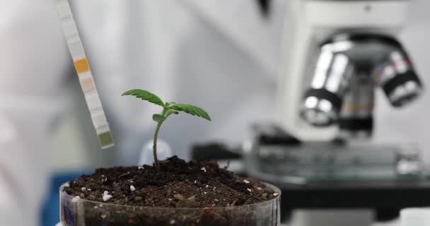 Laboratuvar Asistanı Bulanık Mikroskoba Karşı Büyüyen Bitkiyle Birlikte Asit Göstergesini — Stok video