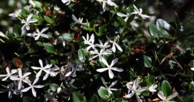 Type of shrub plant with small flowers in spring season. Growth of herb in garden and botany concept. Abstract texture and pattern