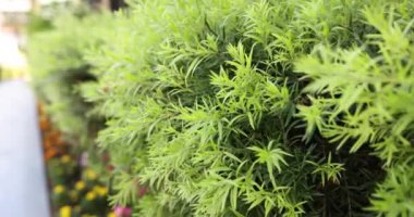 Leaves of green marijuana growing for making psychoactive drugs in laboratory garden. Bush of psychoactive green plant for producing medicine