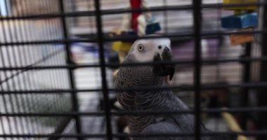 Grey parrot sits in cage with toys watching carefully in room. Type of bird in captivity. Pet supervision in apartment slow motion