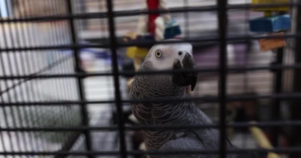 Grey Parrot Sits Cage Toys Watching Carefully Room Type Bird — Stock video