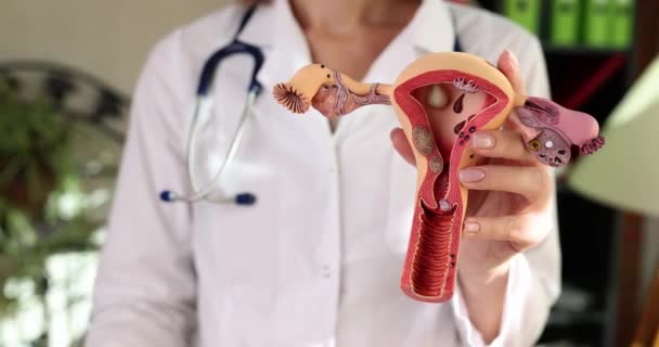 Lady Doctor Holds Artificial Model Uterus Showing Thumb Gesture Clinic — Video