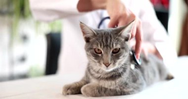 Veterinerlerin masasında gri bir kedi, yakın plan, yavaş çekim. Doktor, kedinin sağlığını kontrol ediyor.