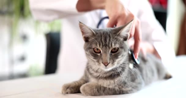 獣医師のテーブルの上に灰色の猫 クローズアップ スローモーション 医者は子猫の健康をチェックします — ストック動画