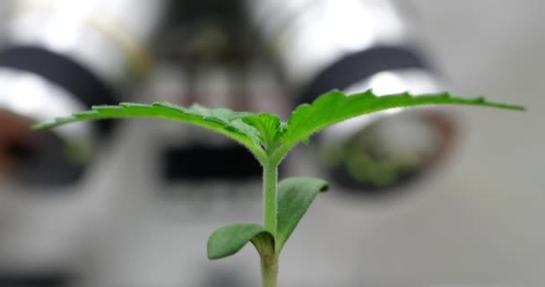 Laboratuvarda Mikroskop Altında Yeşil Marihuana Filizleri Yetiştiriyorlar Kenevir Filizi Büyüyor — Stok video