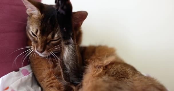 Seekor Kucing Coklat Keturunan Murni Dicuci Keluar Close Indah Rumah — Stok Video
