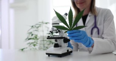 Marihuana kenevir yaprağı tutan ve laboratuvarda mikroskoba bakan bir bilim adamı. Esrarın çalışma özellikleri
