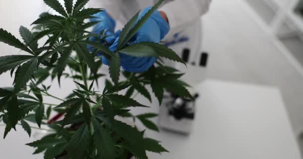 Ollóval Vágja Ganja Levelét Bokorból Laboratóriumban Kannabisz Tulajdonságainak Tanulmányozása — Stock videók