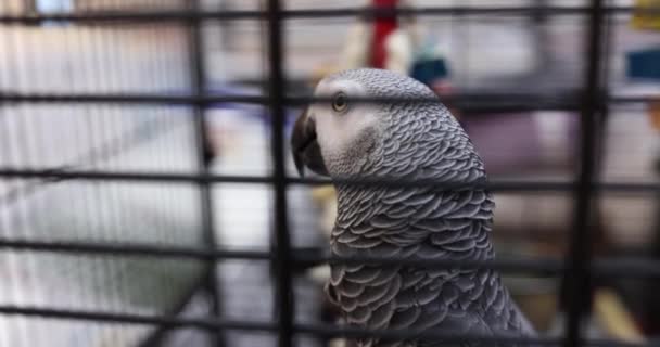 Piękna Szaro Biała Afrykańska Papuga Żółtymi Oczami Koncepcji Ptasiej — Wideo stockowe