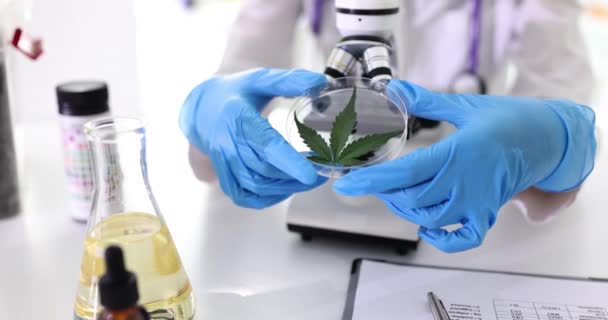 用大麻叶包裹玻璃容器 在显微镜下研究用大麻油的化学家 — 图库视频影像