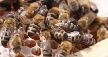 Çok sayıda arı bal peteği 4K filminde bal topluyor. Arıcılık konsepti