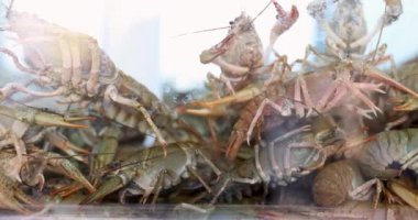 Birçok kerevit akvaryum 4K filminde suda yüzer. Deniz ürünleri restoranları konsepti