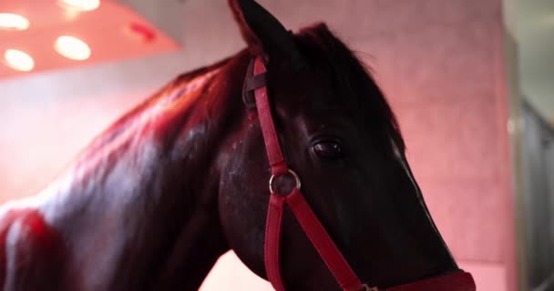 赤外光4K動画の下で安定したソラリウムに立つ徹底した飼育馬 馬のケアの概念 — ストック動画