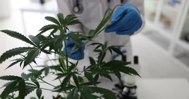 科学家正在进行研究 以便在大麻种植实验室收集数据 种植大麻和研究大麻油 — 图库视频影像