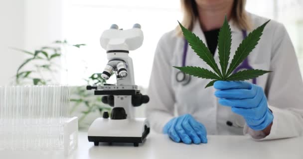 科学实验室的女人在显微镜下检查大麻 天然替代草药麻油离开药物和治疗及替代药物 — 图库视频影像